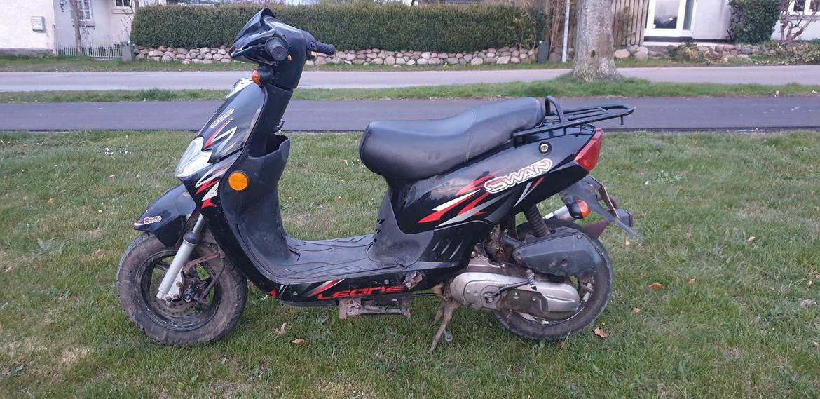 Leone Swan billede 2