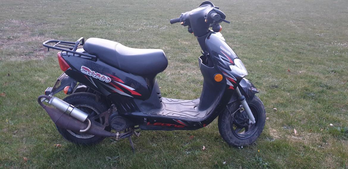 Leone Swan billede 1