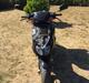 Piaggio NRG MC3