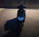 Kymco Vitality