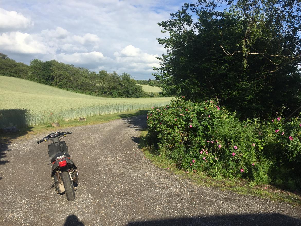 PGO Hot 50 billede 3