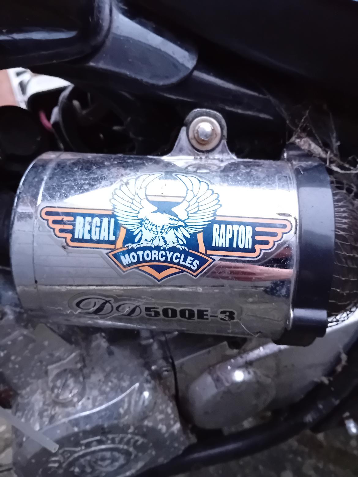 Regal Raptor ( Fandt hjem igen efter 5 år) billede 8