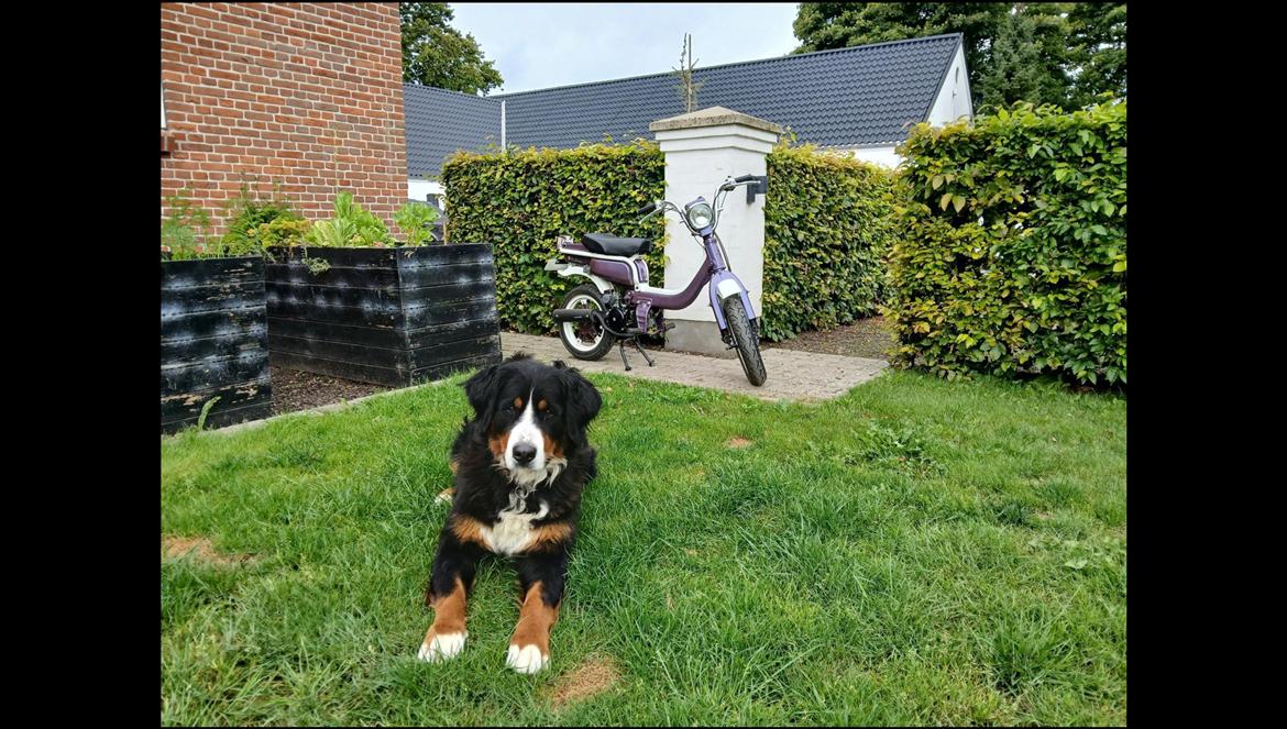 Suzuki Fz50 - wuf wuf  billede 8