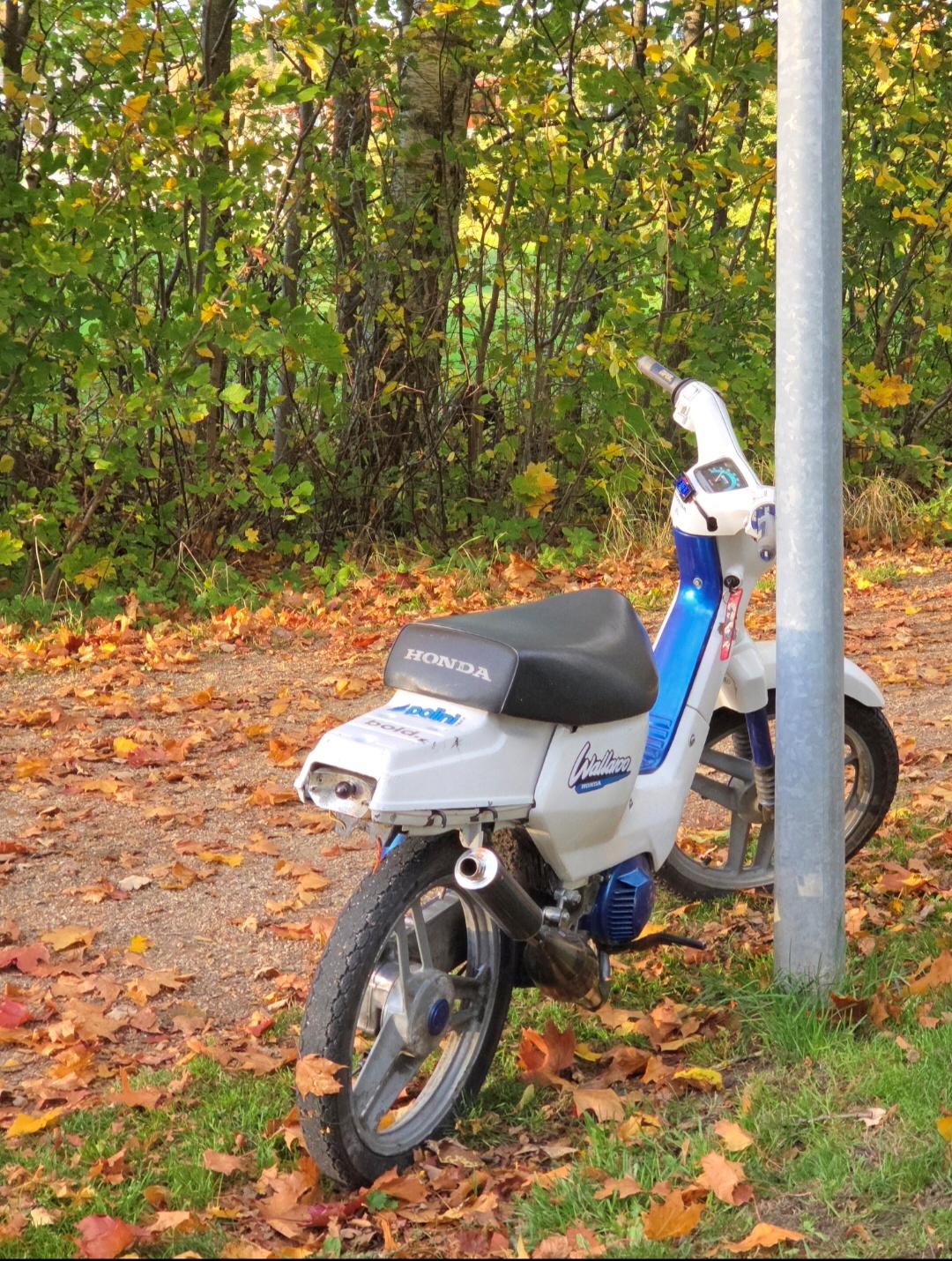 Honda Wallaroo PK50 billede 3