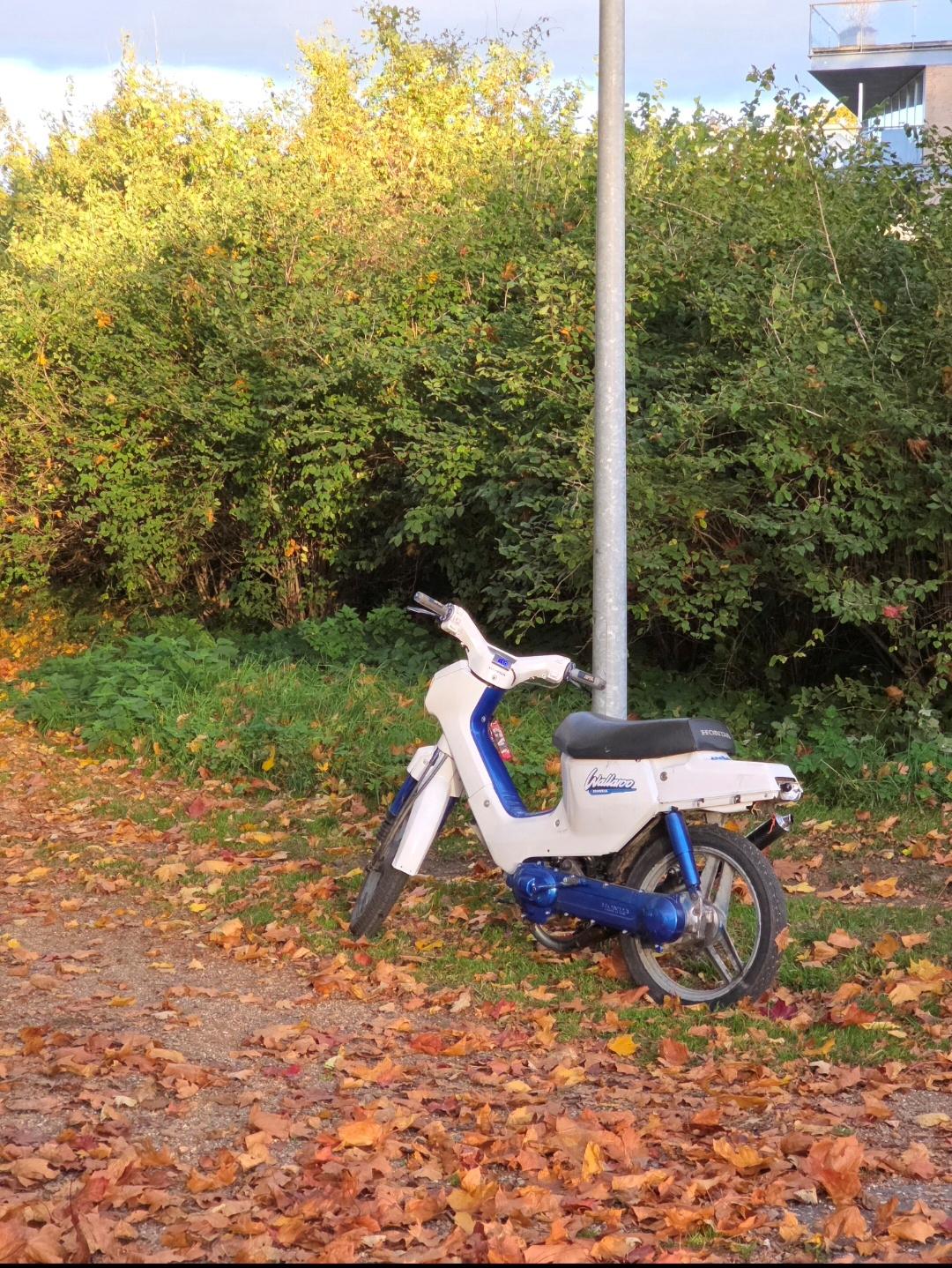 Honda Wallaroo PK50 billede 4