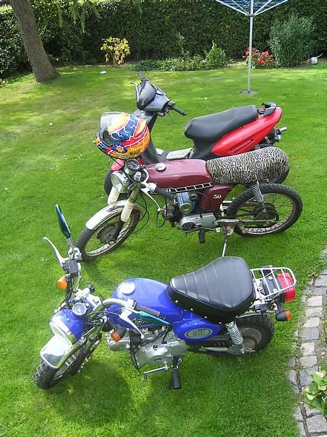 Jincheng Monkey billede 18