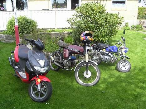 Jincheng Monkey billede 19