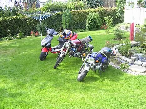 Jincheng Monkey billede 20