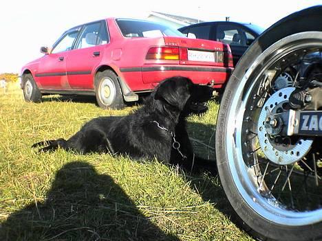 Suzuki smx  LC  SOLGT :(:(:(:( - nice fælge      kede mig i sommerhuset :/ :P billede 20