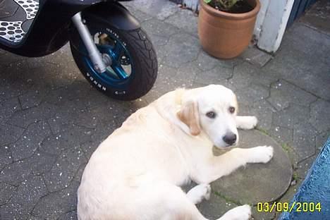 Aprilia sonic (stor pjoket igang) billede 12