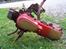 Honda Express (SOLGT) - honda express motor venstre side
