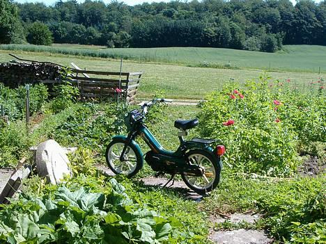 Tomos Quadro billede 7