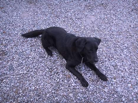 Sco branderborg billede 7