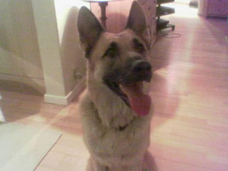 Suzuki Street Magic billede 6