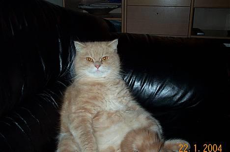 Suzuki DM50 "Samurai"(solgt!) - Min kat der chiller max ud i sofaen billede 4