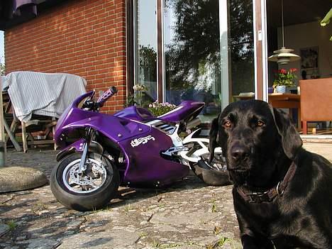 MiniBike Mini aerox billede 5