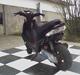Gilera Stalker (nyt renoveret)