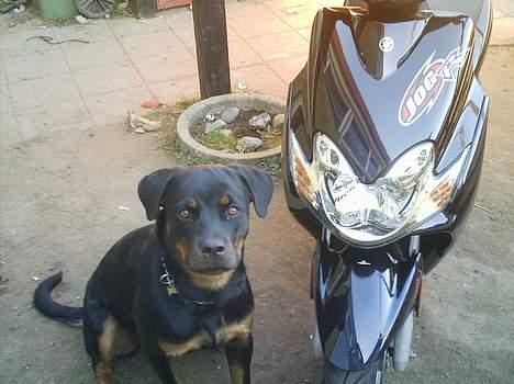 Yamaha Jog R(solgt) billede 14