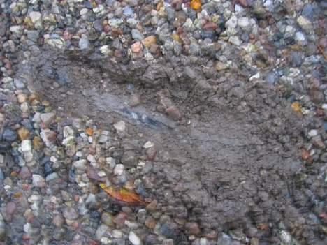 Suzuki dm50 samurai - SOLGT billede 7