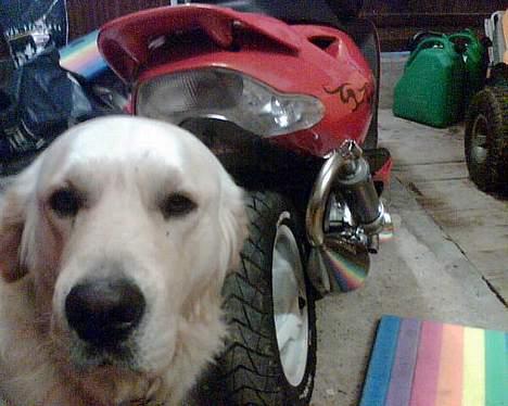 Aprilia SoNiCbaBz - DoG vS SoNiC :P billede 5