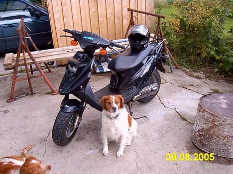 PGO Hot50 Team Ekspres - Og nej, hundene følger IKKE med.. Hehe.. billede 3