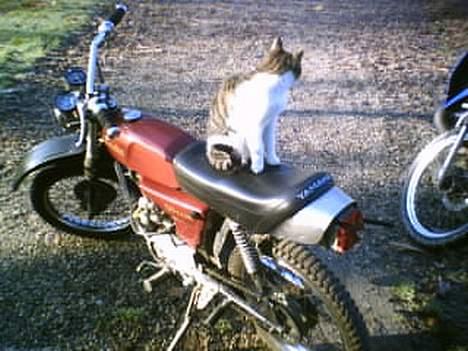 Yamaha 4G DX "Tilsalg" billede 7