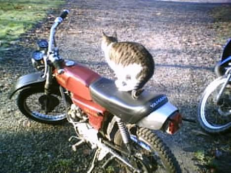 Yamaha 4G DX "Tilsalg" billede 8