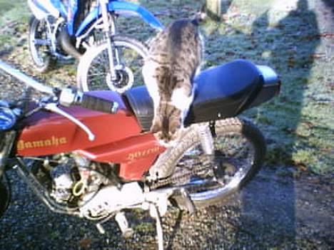 Yamaha 4G DX "Tilsalg" billede 9