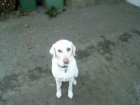 Puch Maxi K @ Solgt billede 9