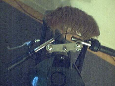 MiniBike kina (solgt) billede 6