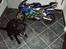 MiniBike pocketbike