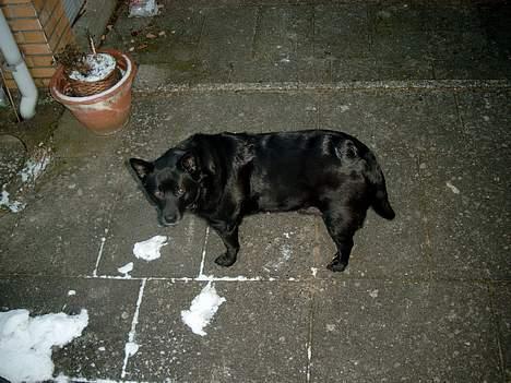 Suzuki streetmagic ( SOLGT ) - det er den der skal lave det.. den er vildt spritter... weeeeeeee billede 9