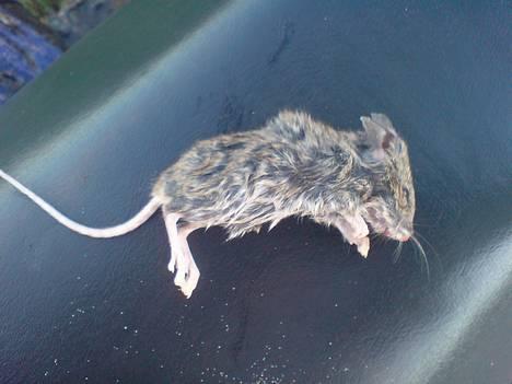 CPI atv - HAHA så kom man squ "til" at køre en mus ned :P billede 3