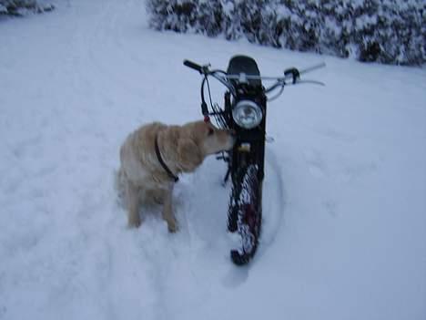 Malaguti projekt.. ;)  billede 2