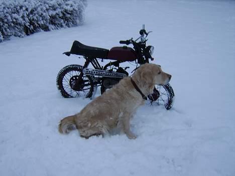 Malaguti projekt.. ;)  billede 3