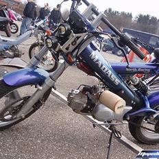 Sachs - MadAss - TNR