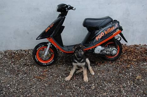 Yamaha jog fs - min lille hund hehe ;) billede 7