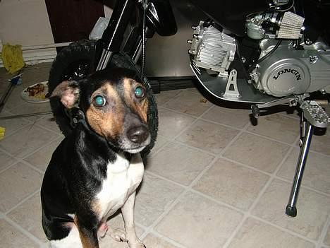 Honda Loncin - røre i min crosser tager vagthunden jer! "hah" billede 11