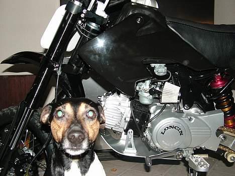 Honda Loncin - han har set jer!  billede 12