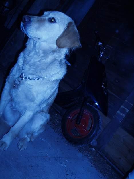 Yamaha jog fs (solgt) - Fars vagthund!!  hehe ej okay billede 9