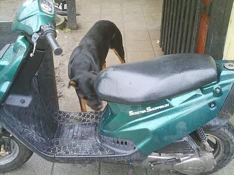 PGO hot 50 (solgt) billede 8