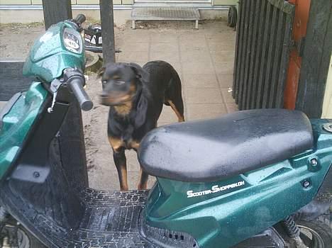 PGO hot 50 (solgt) billede 9