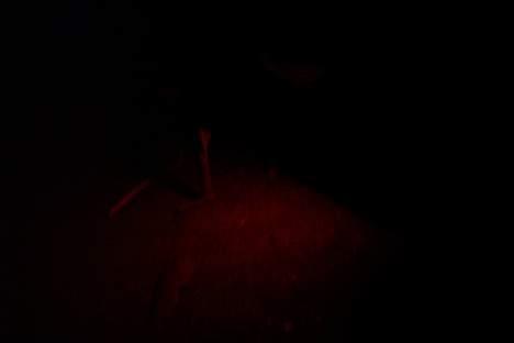 Honda sfx  - det er kun ET neon rør billede 8