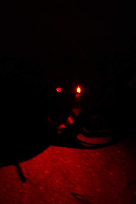 Honda sfx  - det er kun ET neon rør billede 10