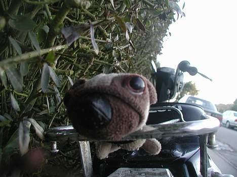 Suzuki Fz 50 solgt - Det er min Hund....Den hedder Ko...! billede 6