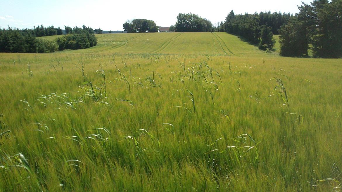 skårupgård billede 49