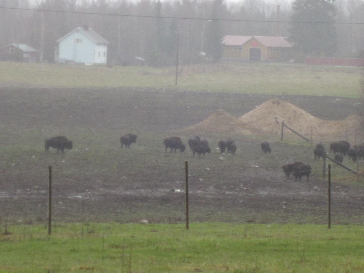 Sparke dæk tur i Sverige og Finland - Og til slut i Finland var vi ude og se en bison farm... billede 177