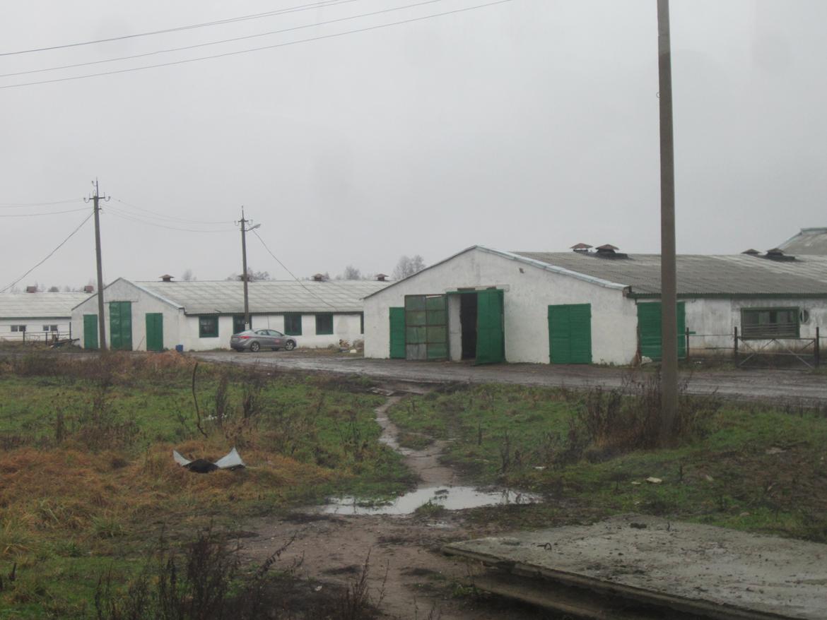 Rusland og Letland.. - Sammen med grisegården havde de en kogård med mener det var ca 300 køer.. billede 19