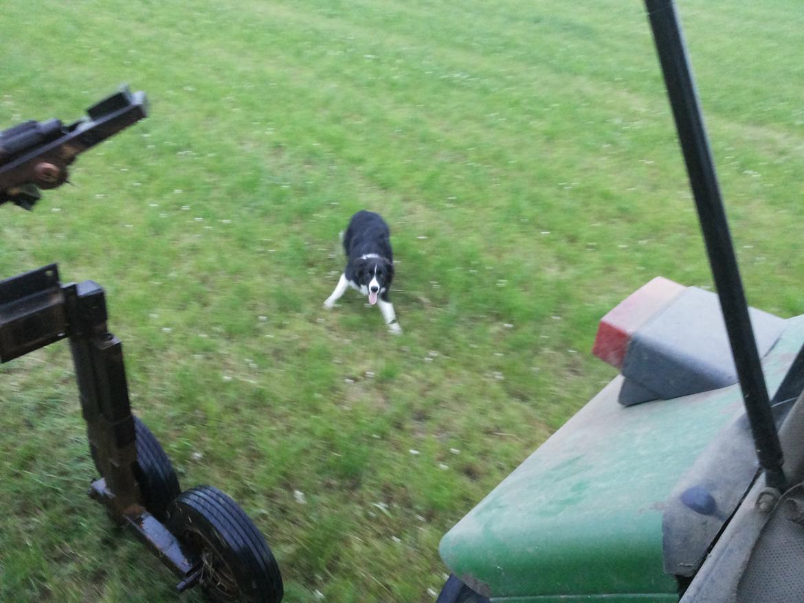 John Deere traktorer - Der var lige en lille hund der mente han skulle hjælpe med at flytte vand :) billede 128