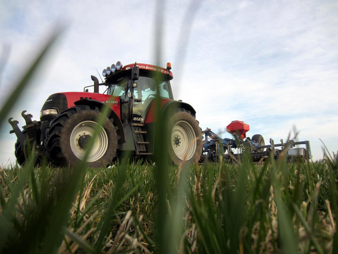 Martin Børsting Maskinstation  - Case IH CVX 195 med Dalbo græsmarkstromle på arbjede i en frøgræs mark.  billede 4